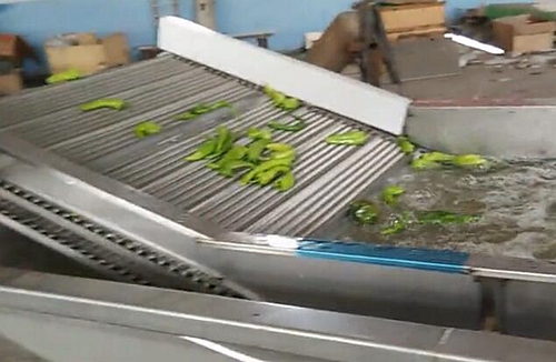 合纵机械蔬菜清洗输送